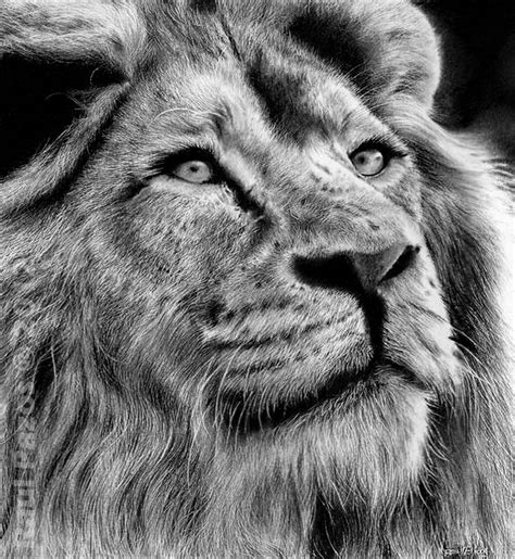 I like big cat, and i like draw hairs. Lion by ~raulrk on deviantART Charcoal Drawing # ...