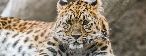Amur Leopard - Santa Barbara Zoo