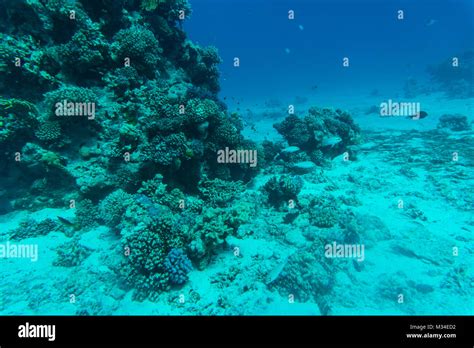 Red Sea Coral Reef With Hard Corals Fishes And Sunny Sky Shining