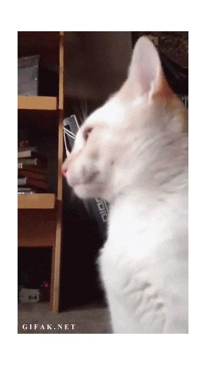 Cat Gifs Internet Perfectly Imgur Blazepress Funniest