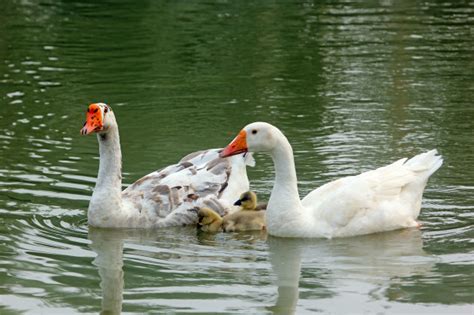 This page is about the various possible meanings of the acronym, abbreviation, shorthand or slang term: Familia de patos en un lago | Foto Premium