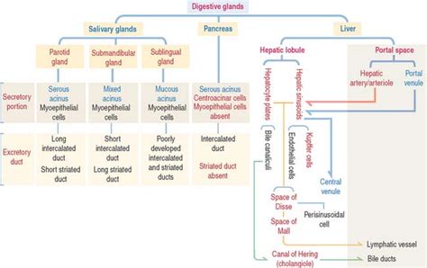 Epithelial Glands Basicmedical Key