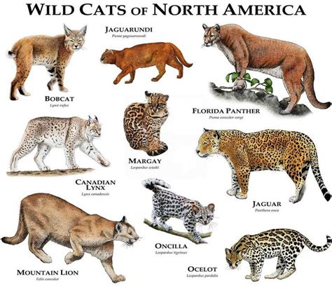 North america is home to six species of wildcats. Wild Cats of North & Central America Poster Print | Etsy ...