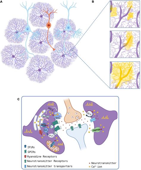 Frontiers Calcium Signals In Astrocyte Microdomains A Decade Of