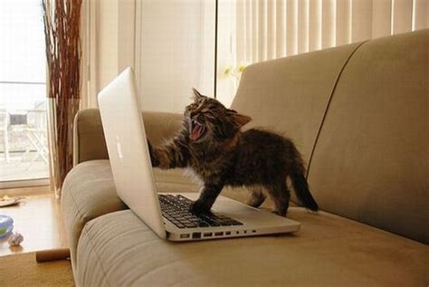 Maybe it's the warm place on top of the monitor, the enticing clicking sounds, or maybe it's because this thing is stealing all the attention of the person who should be scratching behind their ears. Funny & Cute Cats Using Laptop | Funny And Cute Animals