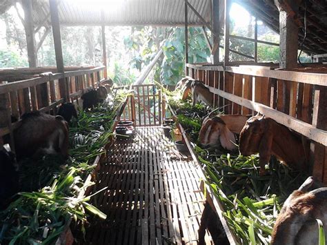 Ada dua type kandang ternak kambing, yaitu kandang koloni dan kandang individu. Kandang Kambing Paling Tepat Untuk Menunjang Penggemukan Dan Kesehatan | Budidaya Dan Perawatan ...