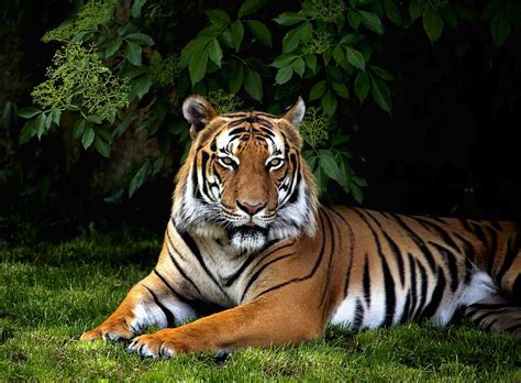 Tigers Cling To Survival In Sumatras Increasingly Fragmented Forests