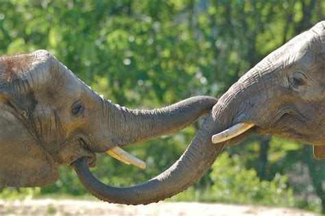 10 Extraordinary Facts About Elephant Trunks Treehugger