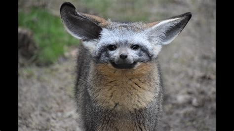 Memphis Zoo Adds Two Bat Eared Foxes