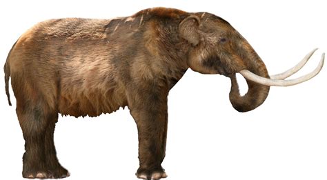 Mammoth Png Transparent Image Download Size 1000x552px