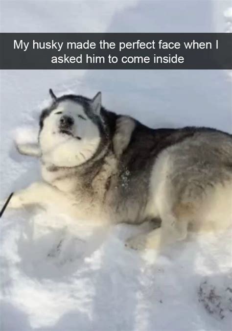 17 Photos Of Hilarious Things Only A Husky Would Do
