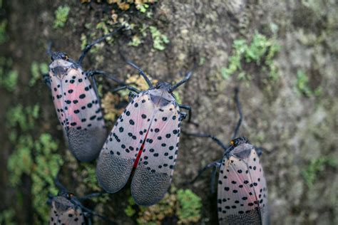 What To Know About The Spotted Lanternfly - Strunk Tree Service
