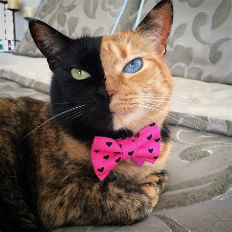 Venus The Two Faced Chimera Cat Is A Biological Miracle And Also