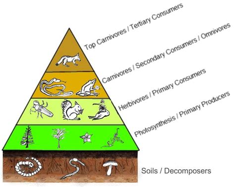 Well, for starters, a food chain is a series of interconnected feeding relationships among different species in an ecosystem. Energy Flow in Ecosystems | Primary consumer, Trophic ...