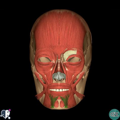 Select from premium depressor labii inferioris images of the highest quality. Muscles of Facial Expression | AnatomyZone