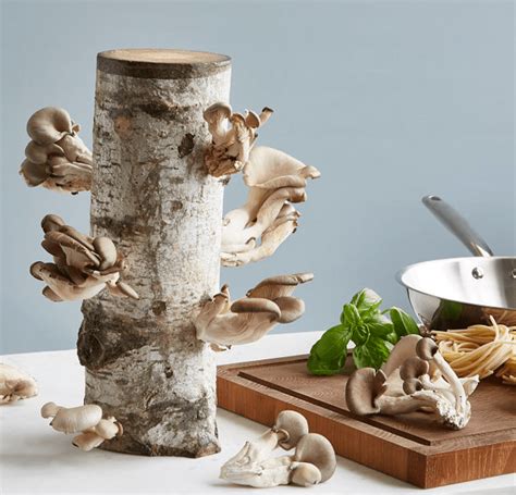 The Best Mushroom Growing Kits And Logs Birds And Blooms