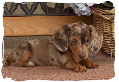 Interested in adopting a goldendoodle? Dapple Dachshund Rescue | PETSIDI