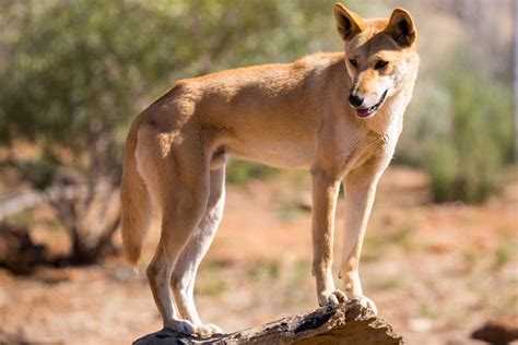 The Rare Wild Dog Also Known As The American Dingo