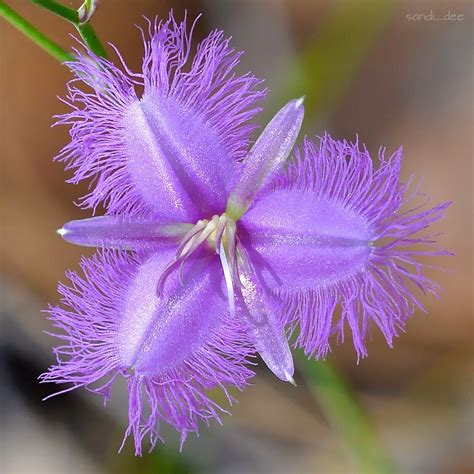 Common Fringe Lily Thysanotus Tuberosus Such A Gorgeous Iridescent