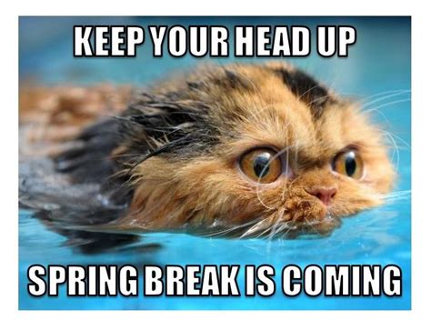 🖤 12 Spring Break Memes For Academics 2022