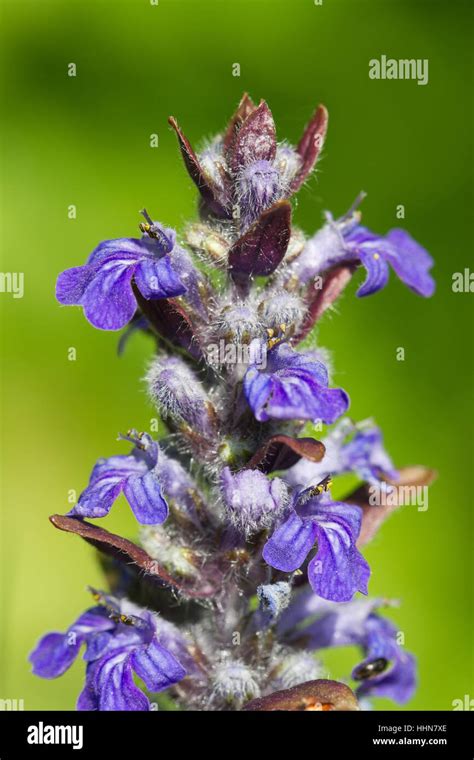Ajuga Plant With Blue Flowers Close Up Outdoors Vertical Stock Photo