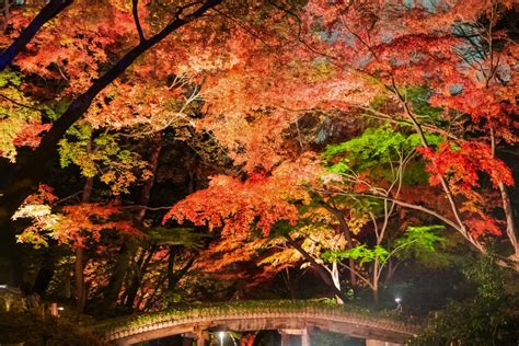 All About 8 Autumn Color Destinations In Tokyo In Japan