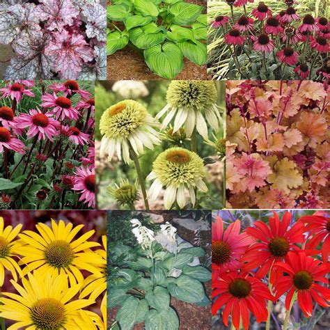 Different Types Of Flowers With Pictures And Names