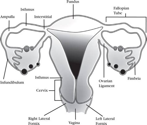 Female Reproductive System Diseases Uterus Womb Anatomy My XXX Hot Girl