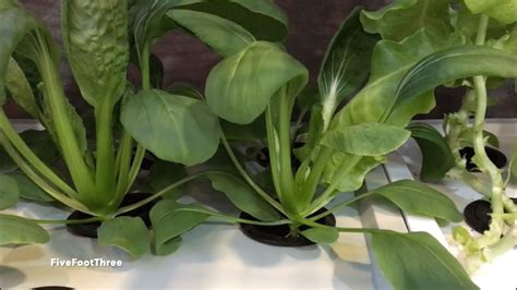 Growing Bok Choy Or Chinese Cabbage With Hydroponic