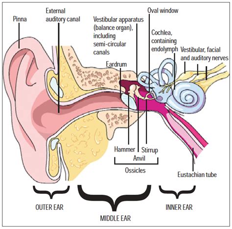 Middle Ear Diagram