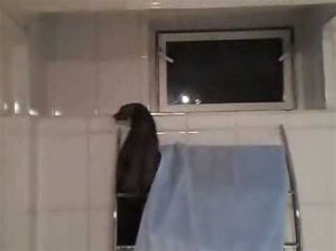 Den marder im haus bekämpfen durch lärm, verstänkern oder durch ultraschall. Marder im Haus , Fluchtversuch: Freddy Teil 2 - YouTube