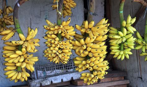 Banana Free Stock Photo Public Domain Pictures