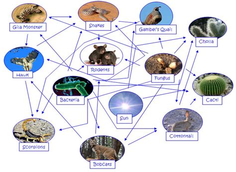 Food Web Interaction with explanation - Sahara desert