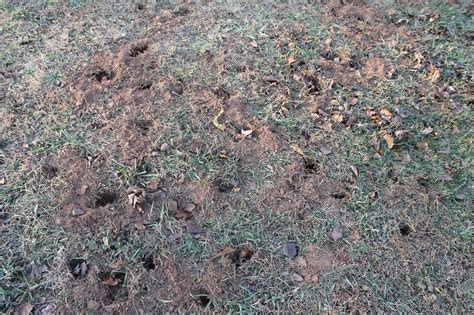 Do Possums Dig Holes In Yard A Pictures Of Hole 2018