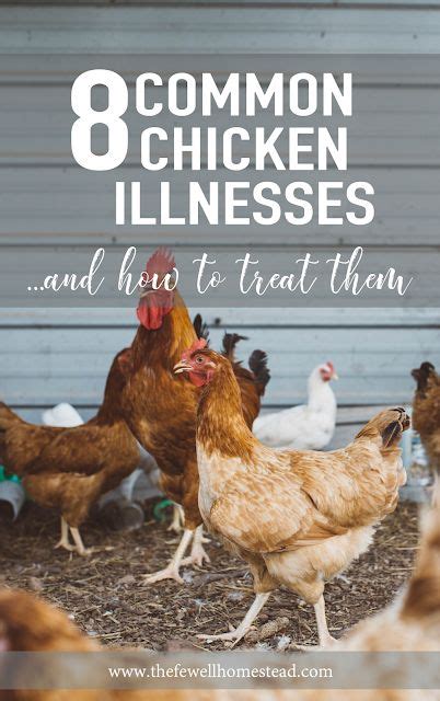 8 Common Chicken Illnesses And How To Treat Them Amy K Fewell In 2021