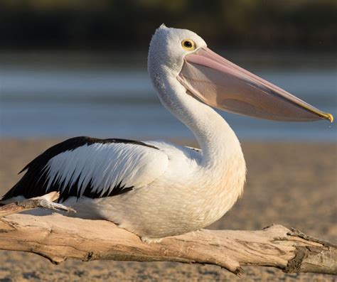Pelican Fun Facts For Kids