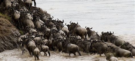 The Drama Of The Great Wildebeest Migration Africa Geographic
