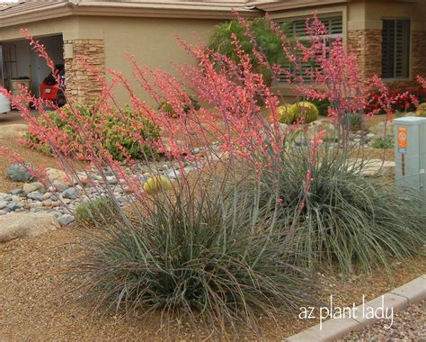 Beautiful Low Maintenance Red Yucca Ramblings From A Desert Garden