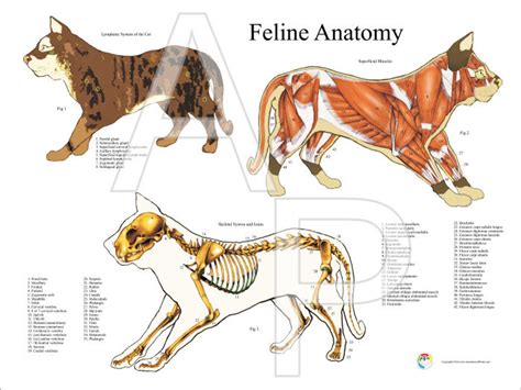Feline Anatomy Chart Poster Laminated Ubicaciondepersonascdmxgobmx