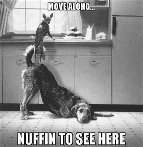 Move Along Nothing To See Here Funny Dogs Dump A Day