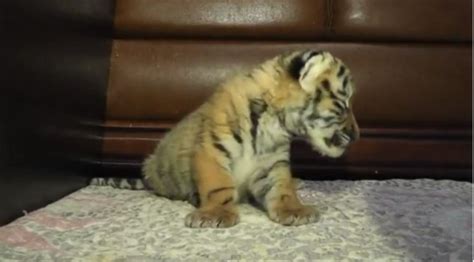 Rare Siberian Tiger Cubs Born At Ukraine Zoo Metro News