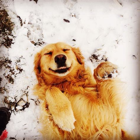 A Golden Retriever Enjoying The Snow Aww