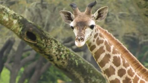 Disneys Newest Giraffe Joins Herd At Animal Kingdom