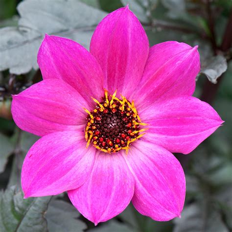 In return, maybe regulators or those in the government agencies get their share. Dahlia 'Magenta Star' | Alan Buckingham