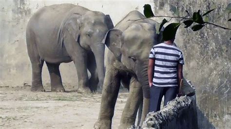 Elephant In Kolkata Zoo Youtube