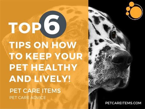 Top 6 Tips On How To Keep Your Pet Healthy And Lively