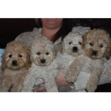 Find cockapoo breeders close to you in florida using our searchable directory. Camic Cockapoos, Cockapoo Breeder in Haines City, Florida