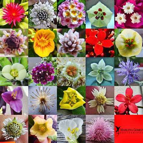Pin By Peter Braeside On Kettle Types Of Flowers Different Types Of