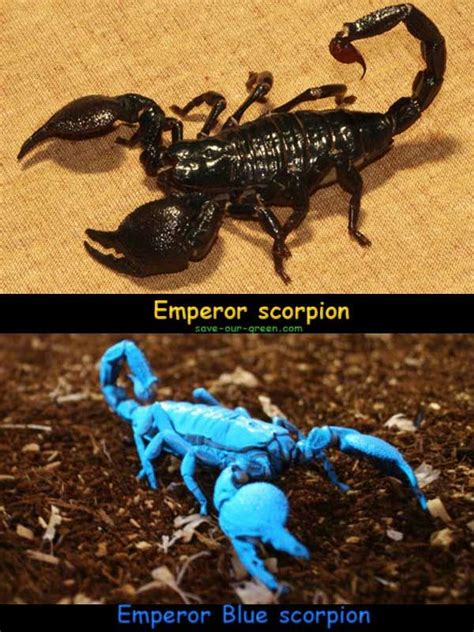 Emperor Scorpion Arachnids Scorpion Animals