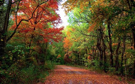 Autumn Forest Road Trees Landscape Wallpaper 2560x1600 176491